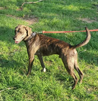 Jocko
