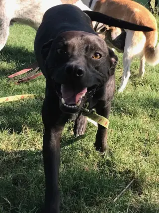 Jeffrey