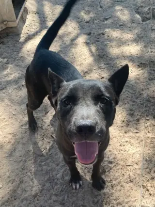 Isaac