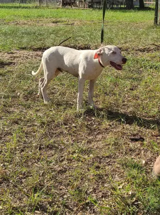 Grady