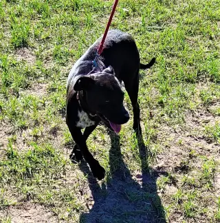Gianni
