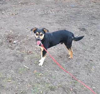 Fetch
