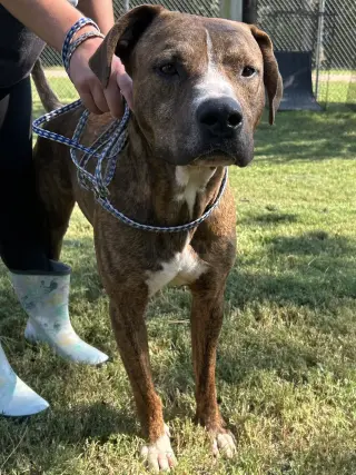 Elvis