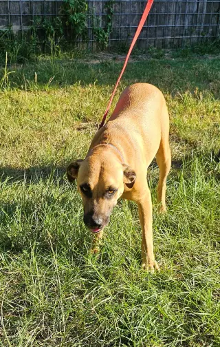 Chauncey