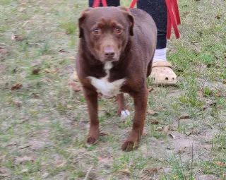 Bosco