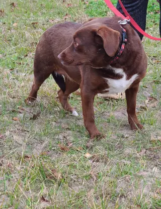 Bosco