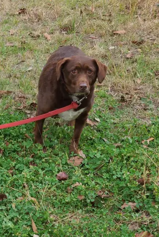 Bosco