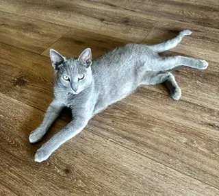 Coal #brother-of-Ember