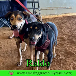 Raldo