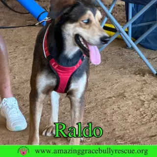 Raldo