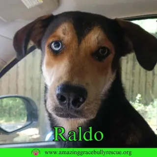 Raldo