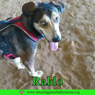 Raldo