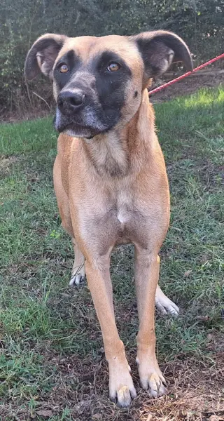 260341  Koda