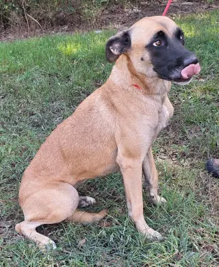 260341  Koda