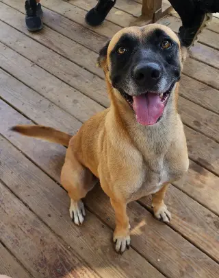 260341  Koda