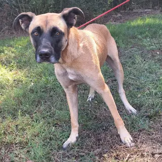 260341  Koda