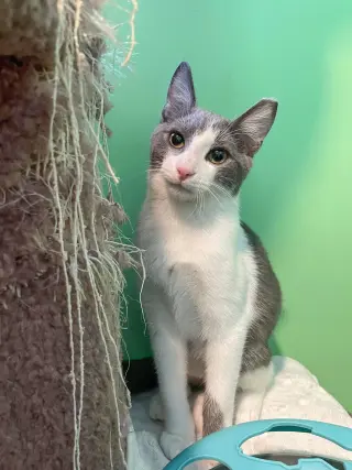 Benji