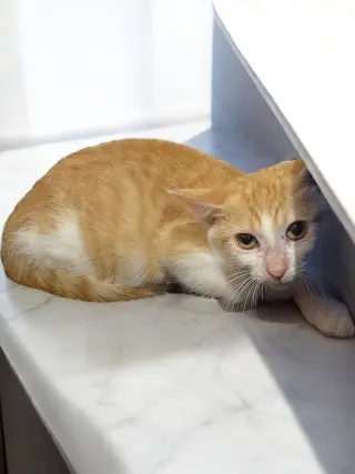 Macaroni