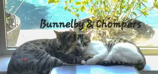 Bunnelby #gentle-wallflower