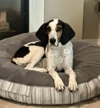 Suzie Q