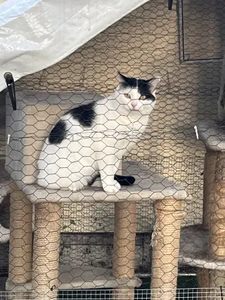 Frankie