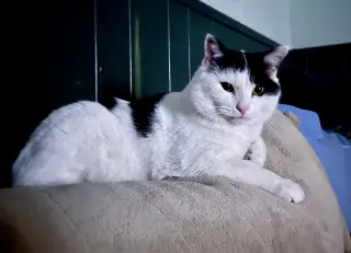 Frankie