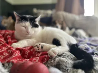 Frankie