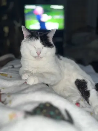 Frankie