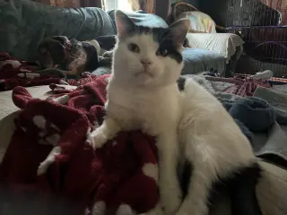 Frankie
