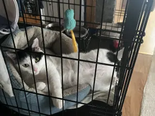 Frankie