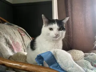 Frankie