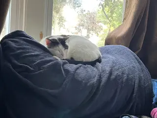 Frankie