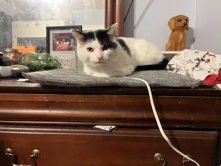 Frankie