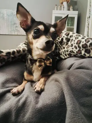 Carlo