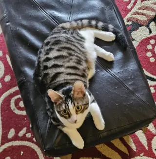 Jet