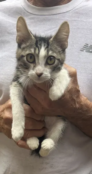 Jet