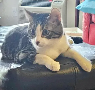Jet