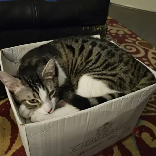 Jet