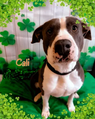 Cali