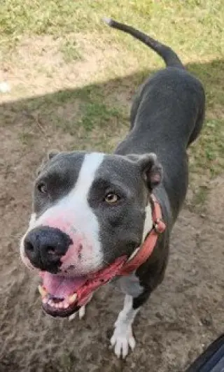 Cali