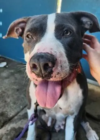Cali