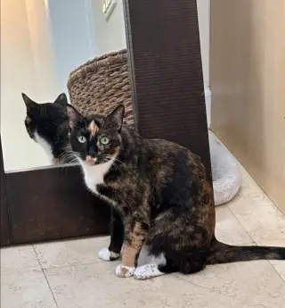 SCOOTER (female)