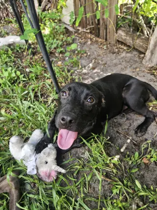 COURTESY POST: Pepper