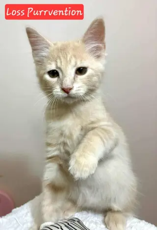 Loss Purrvention