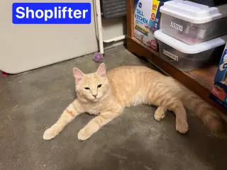 Shoplifter