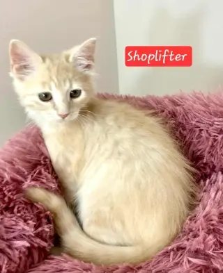 Shoplifter