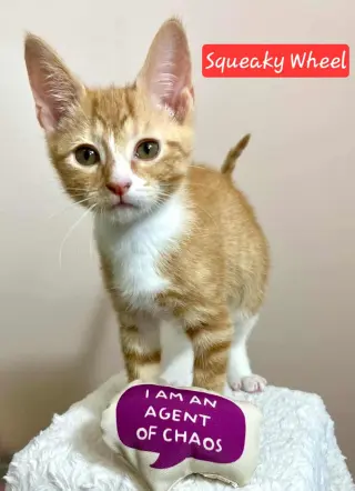 Squeaky Wheel
