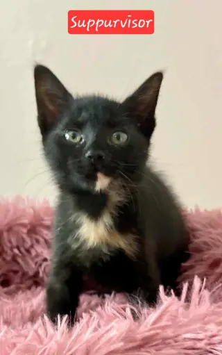 Supurrvisor