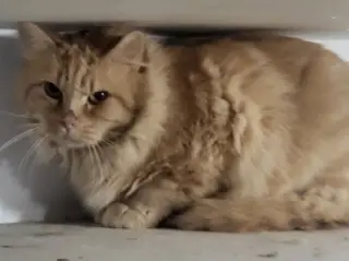 Julius (Bonded with Julien)