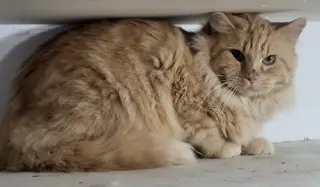 Julius (Bonded with Julien)